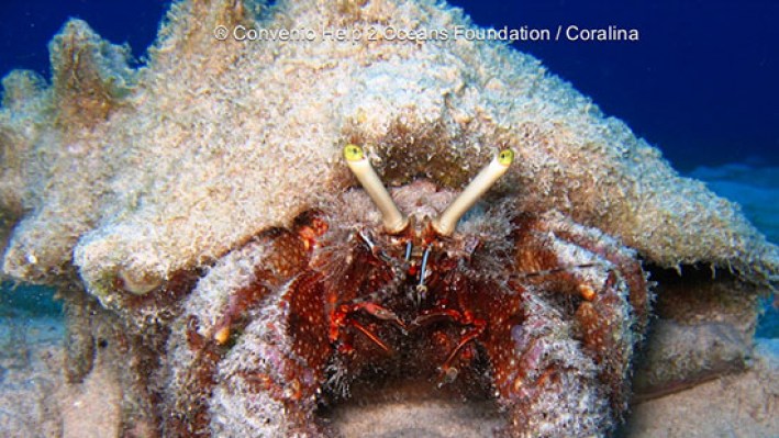 Hermit crabs (18)